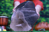 Hematite Oxidized Smoky Quartz 10.50 Crystal Cluster High Quality QQ-68s