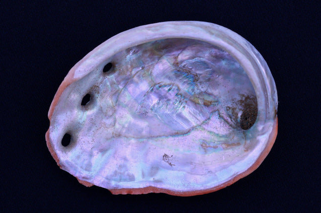 Organic Abalone Shell Cleansing Protecting Purification Balance