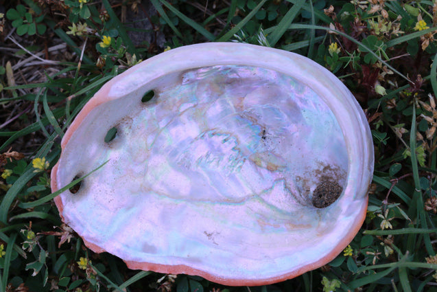 Organic Abalone Shell Cleansing Protecting Purification Balance