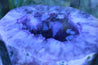 Amethyst Geode Table Natural Geode Exposure 22.00 Iron Stand Custom Glass GG-20s