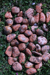 Leopardskin Jasper PRIMAL POWER High Quality Healing Gemstone